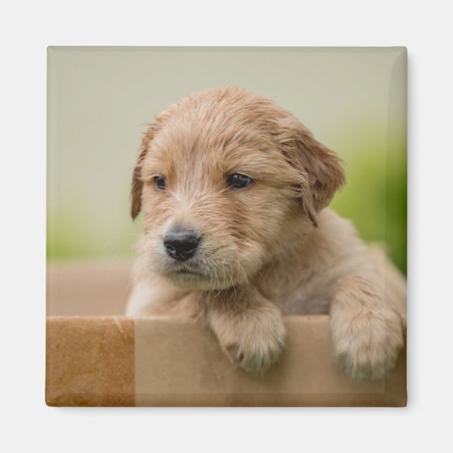Imán Golden Retriever Puppy en caja (Frente)