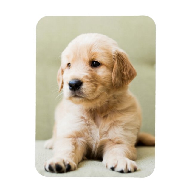 Imán Golden Retriever Puppy on Couch (Vertical)