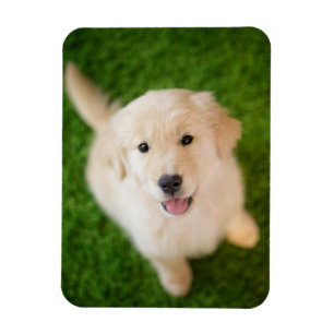 Imán Golden Retriever Puppy on Grass
