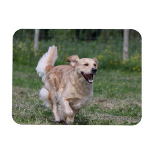 Imán Golden retriever que corre 1