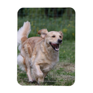 Imán Golden retriever que corre 1