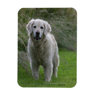 Imán Golden retriever que corre 2
