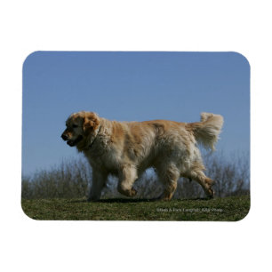 Imán Golden retriever que corre 3