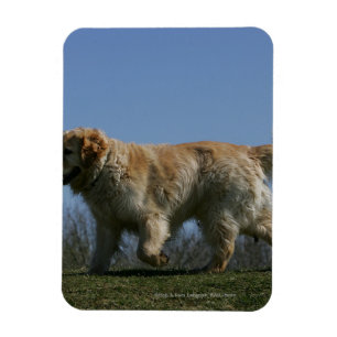 Imán Golden retriever que corre 3
