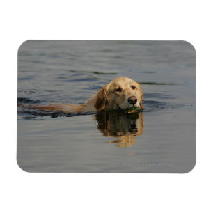Imán Golden retriever que nada