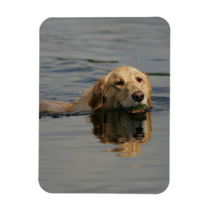 Imán Golden retriever que nada