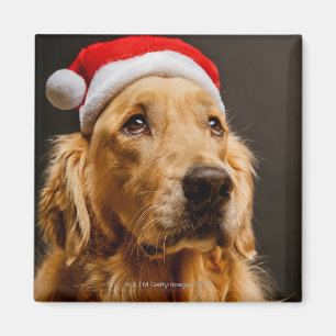 Imán Golden retriever que presenta para su navidad
