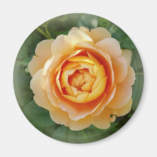 Imán Golden rose (Frente)