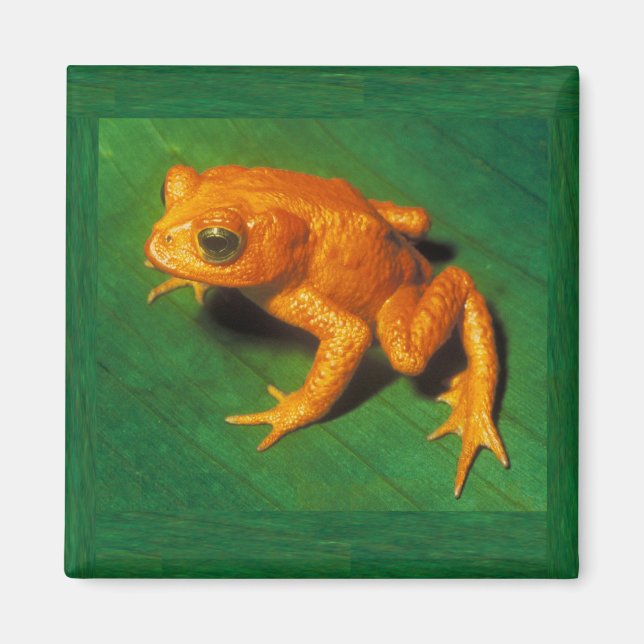 Imán Golden Toad Magnet (Frente)