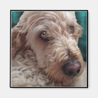 Imán Goldendoodle