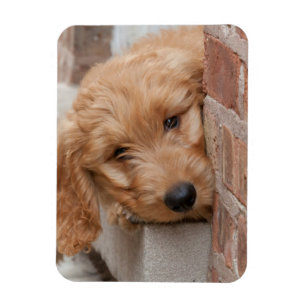 Imán Goldendoodle cachorro picado