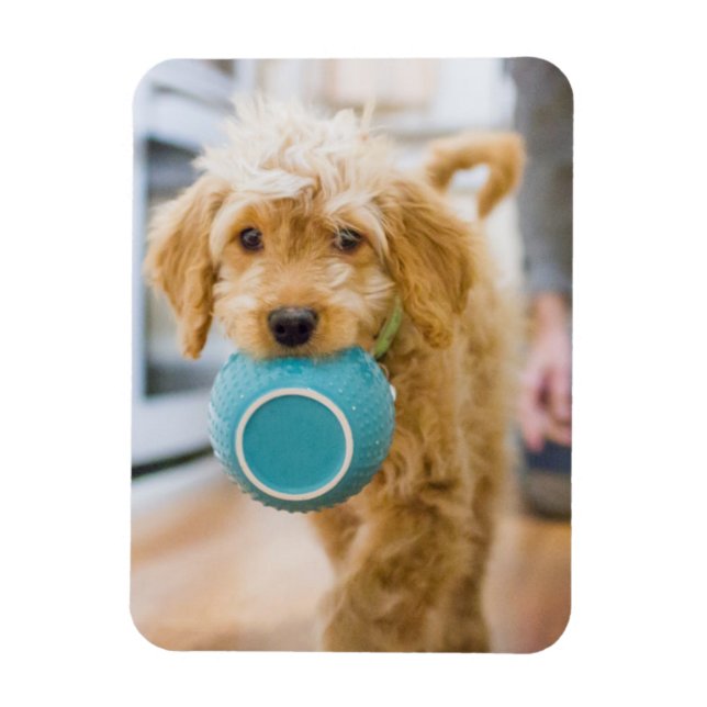 Imán Goldendoodle Carporting Dinner Bowl (Vertical)