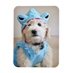 Imán Goldendoodle con traje de tiburón