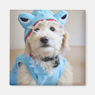 Imán Goldendoodle con traje de tiburón