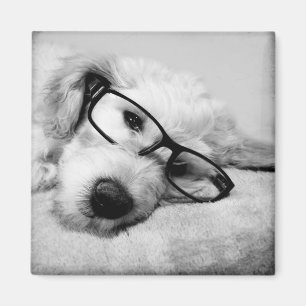 Imán Goldendoodle con vidrio