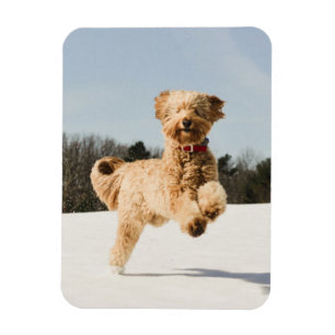 Imán Goldendoodle corriendo por campo