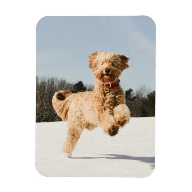 Imán Goldendoodle corriendo por el campo (Vertical)