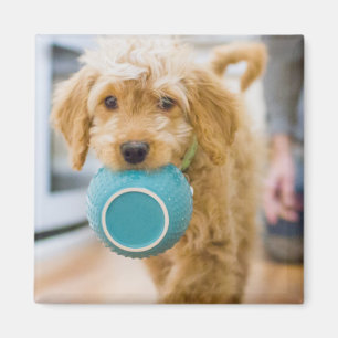 Imán Goldendoodle lleva el tazón de la cena