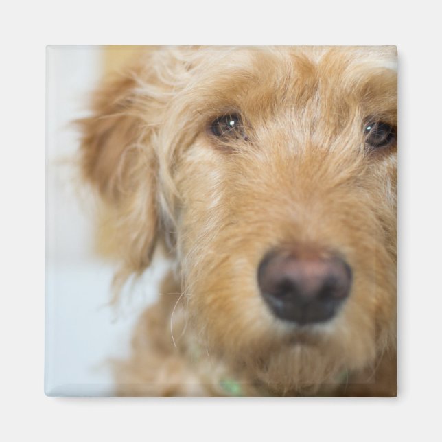 Imán Goldendoodle Puppy Closeup (Frente)