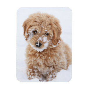 Imán Goldendoodle Puppy Con Nieve En La Cara