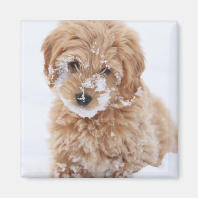 Imán Goldendoodle Puppy Con Nieve En La Cara (Frente)