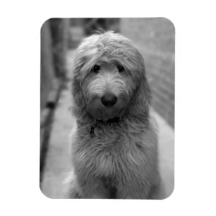 Imán Goldendoodle Puppy En El Patio Trasero