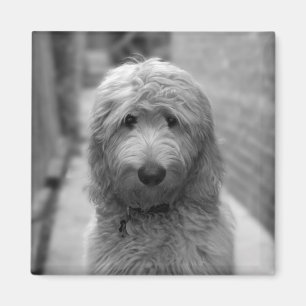 Imán Goldendoodle Puppy En El Patio Trasero
