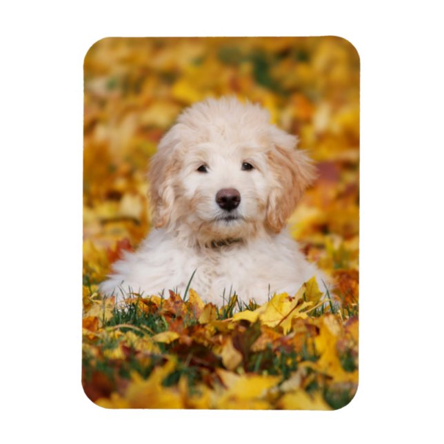 Imán Goldendoodle Puppy En Hojas Caídas (Vertical)
