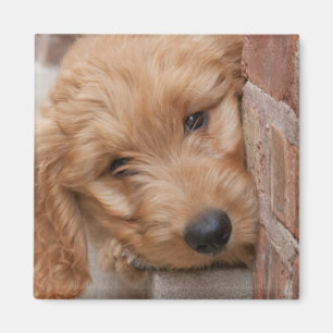 Imán Goldendoodle Puppy Peeking