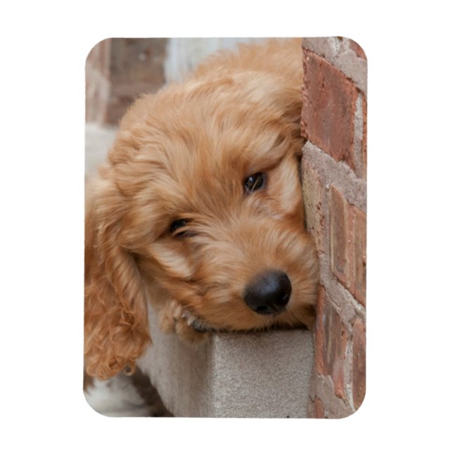 Imán Goldendoodle Puppy Peeking (Vertical)
