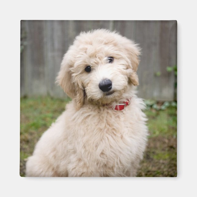 Imán Goldendoodle Puppy Sits In Grass (Frente)