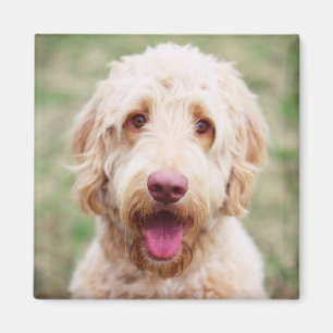 Imán Goldendoodle Smiling