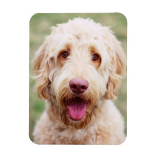 Imán Goldendoodle Smiling