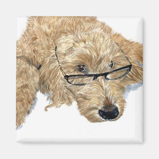 Imán Goldendoodle Stella Magnets