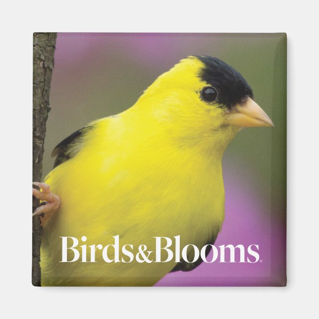Imán Goldfinch (Frente)