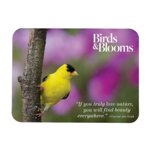 Imán Goldfinch
