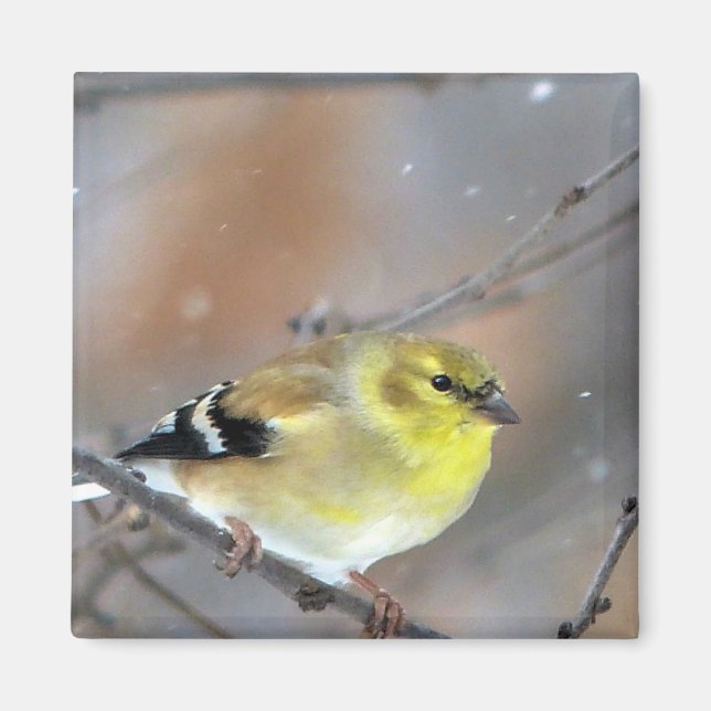 Imán Goldfinch (Frente)