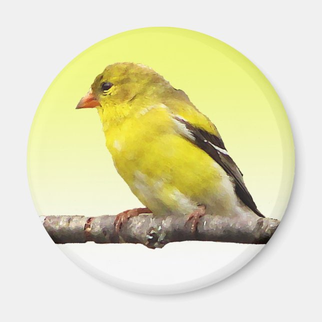 Imán Goldfinch (Frente)