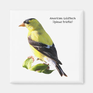 Imán Goldfinch americano
