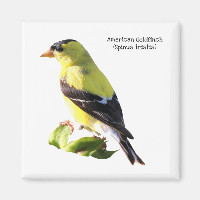Imán Goldfinch americano (Frente)