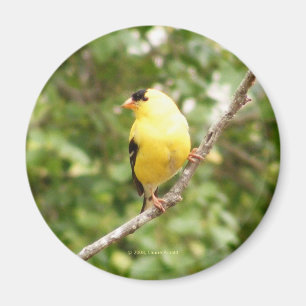 Imán Goldfinch americano