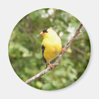 Imán Goldfinch americano