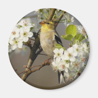 Imán Goldfinch americano