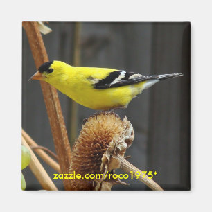 Imán Goldfinch americano