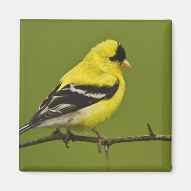Imán Goldfinch estadounidense macho en plumaje reproduc (Frente)