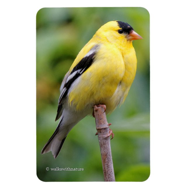 Imán Goldfinch estadounidense masculino en el Bambú (Vertical)