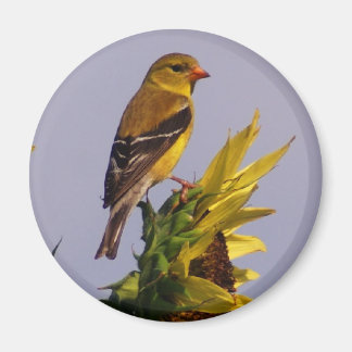 Imán Goldfinch estadounidense sobre el girasol