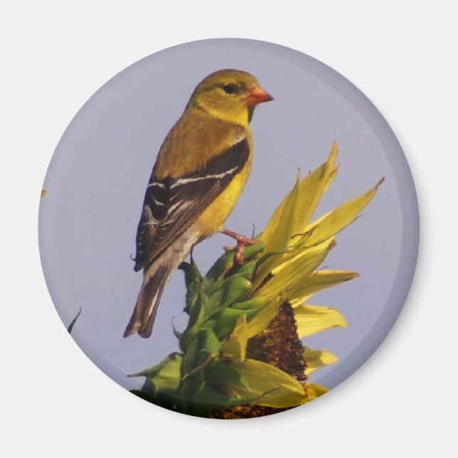 Imán Goldfinch estadounidense sobre el girasol (Frente)