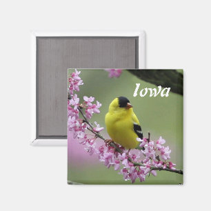 Imán Goldfinch, Iowa State Bird Magnet