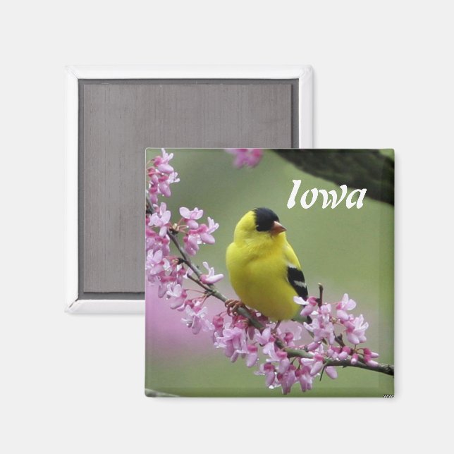 Imán Goldfinch, Iowa State Bird Magnet (Anverso/Reverso)